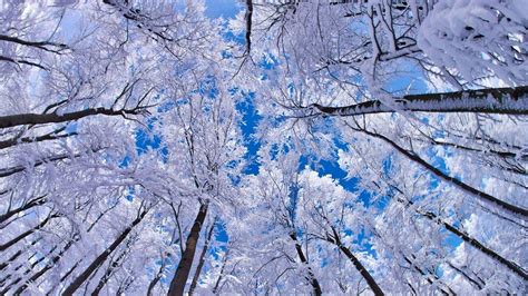 Snowy Trees 16345 HD wallpaper