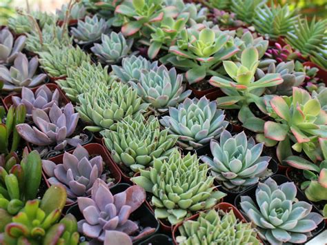 How to Grow Healthy Succulent Plants | World of Succulents