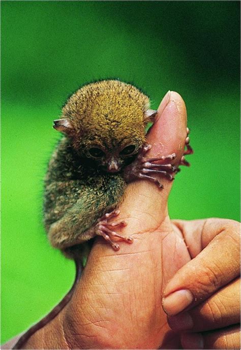 Tarsius, the insectivore, is a genus of tarsier native to Southeast Asia. A rare case of noctur ...