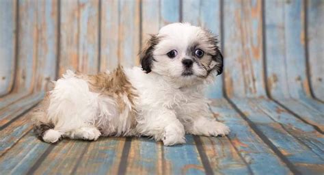 Shih Tzu Pin-Tzu (Miniature Pinscher X Shih Tzu Mix) Info, Temperament ...