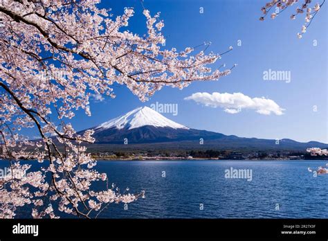 Fuji and cherry blossom Stock Photo - Alamy