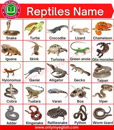 Reptiles Animals Examples