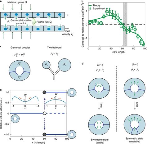 A theoretical model of germ cell and rachis fluxes reveals a hydraulic... | Download Scientific ...