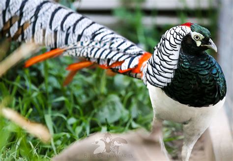 Lady Amherst Pheasant — Blue Creek Aviaries