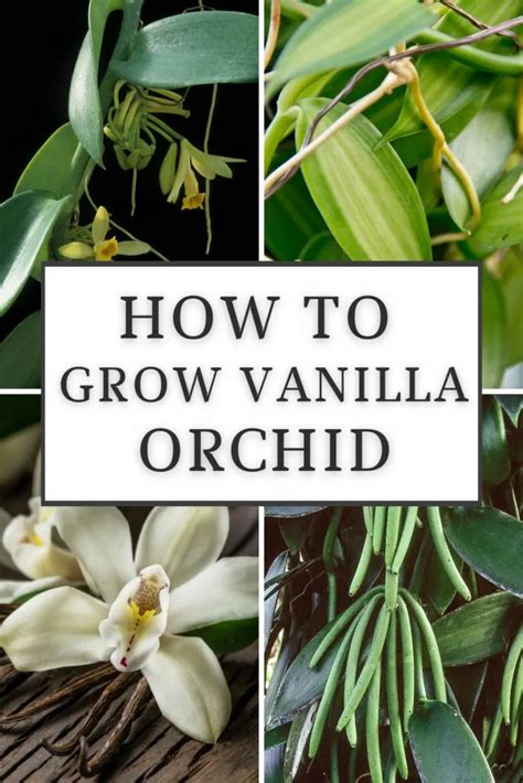 Vanilla Bean Plant How To Grow