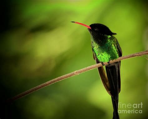 Jamaican Hummingbird 2 Photograph by Marjorie Imbeau