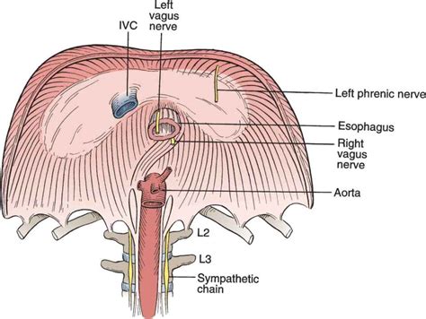 Diaphragm | Thoracic Key