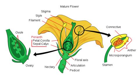 Plant Ovaries - The Daily Garden