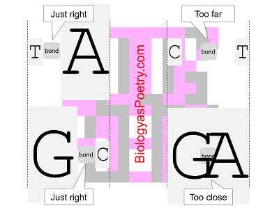 Base Pairing - Biology As Poetry