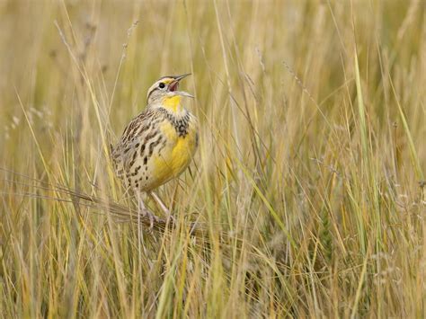 What is the State Bird of Montana? (And Why?) | Birdfact