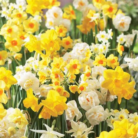 Van Bourgondien Fragarent Jonquils Daffodil Bulbs 100-Pack-89568 - The ...