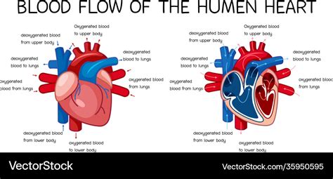 Blood flow human heart diagram Royalty Free Vector Image