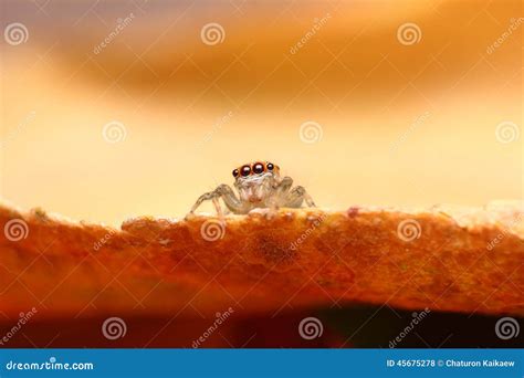 Spider jumping stock photo. Image of colored, wild, summer - 45675278