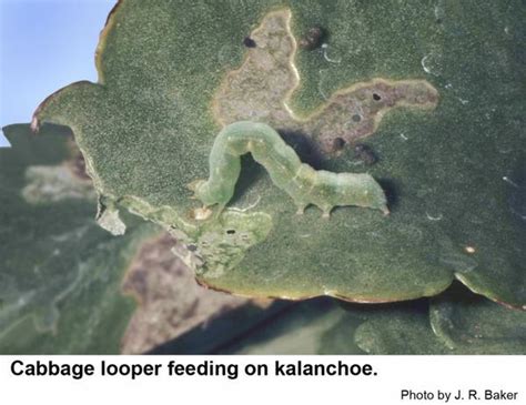 Cabbage Looper on Ornamentals | NC State Extension Publications