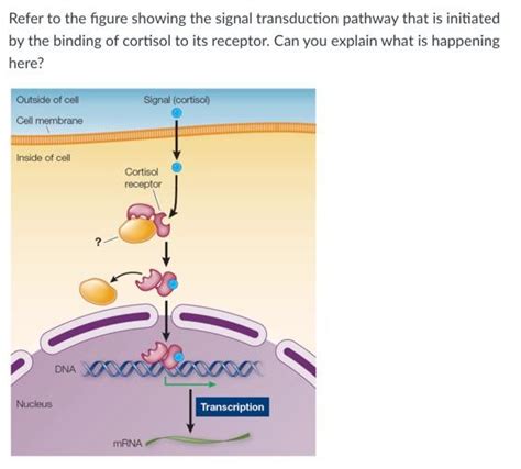 Solved Refer to the figure showing the signal transduction | Chegg.com