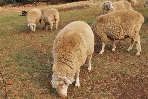 Grazing Sheep Free Stock Photo - Public Domain Pictures