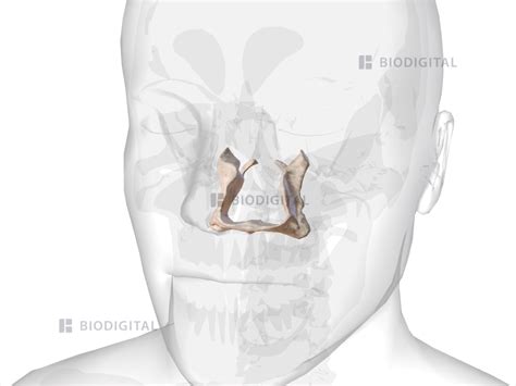 Palatine bone | BioDigital Anatomy