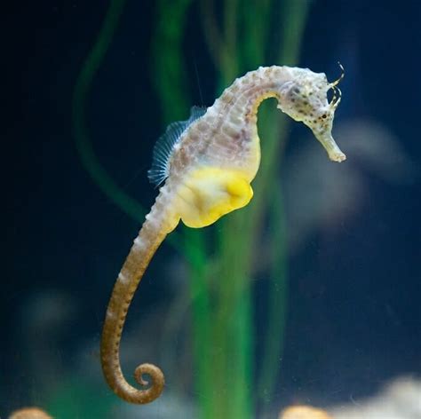 Big-Bellied Seahorse - Georgia Aquarium