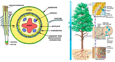 TRANSPIRATION STREAM Diagram | Quizlet