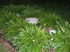 29 Best Septic Tank Covers ideas | septic tank covers, septic tank, outdoor gardens