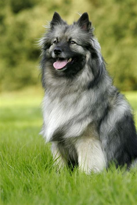 Keeshond in 2020 | Dog breeds, Keeshond dog, Dogs