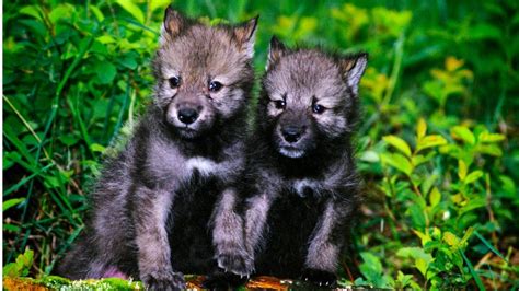 Wolf pups 'adopted' by Idaho high schoolers killed by federal agents - BBC News