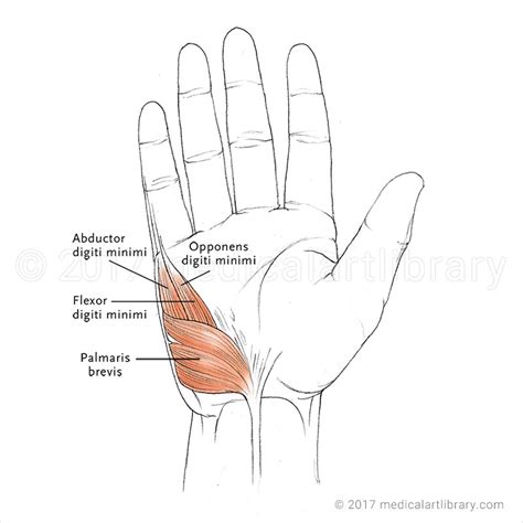 Hand Muscles Hypothenar - Medical Art Library