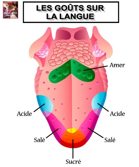 LE GOÛT CHEZ LE PORTEUR DE DENTIER