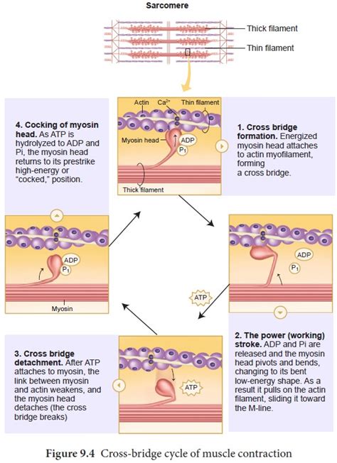 Mechanism of muscle contraction