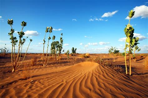 Desert vegetation stock image. Image of sahara, arid, dust - 8096781