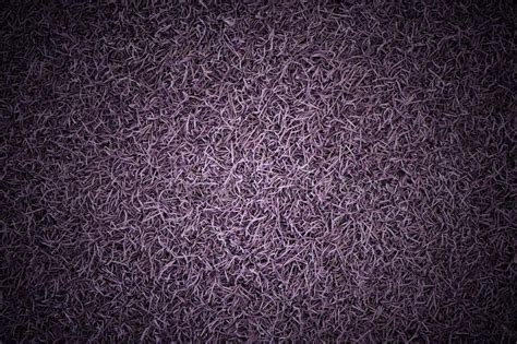 Vintage Violet or Purple Grass and Texture Filed Background in Dark Tone Stock Photo - Image of ...