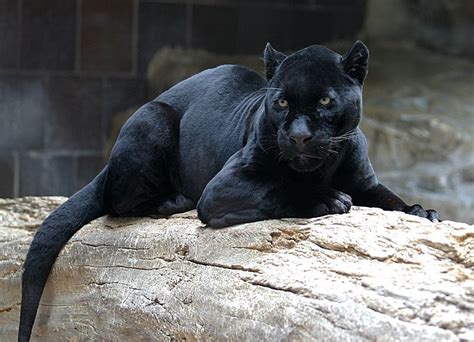 black panther | Melanistic animals, Jaguar animal, Wild cats