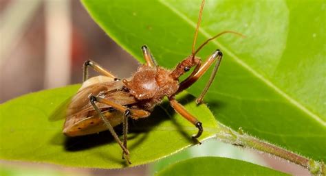 14 of the world’s weirdest insects | Articles | CBC Kids