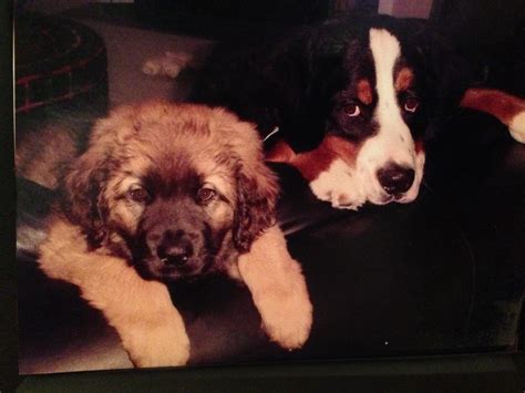 Winston and Jake -- Leonberger and Bernese Mountain Dog puppies. Best ...