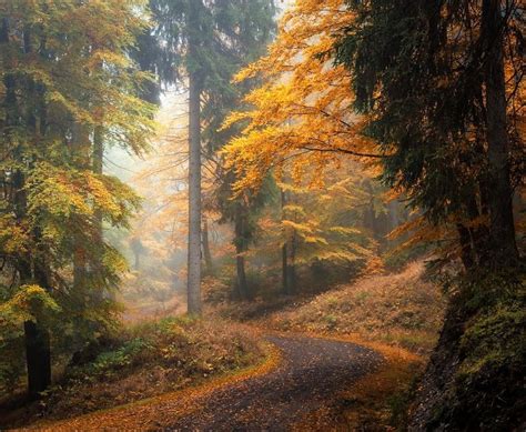 Forest road (Thuringia, Germany) by Heiko Gerlicher (@heikogerlicher) on Instagram | Landscape ...