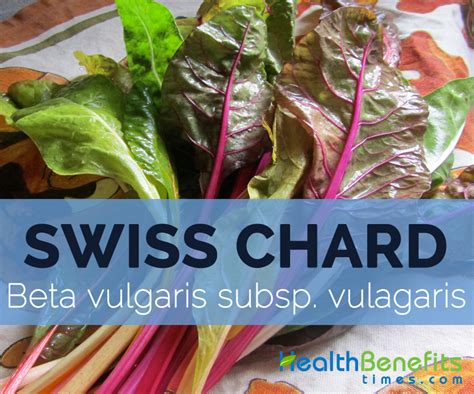 Swiss chard Facts, Health Benefits and Nutritional Value