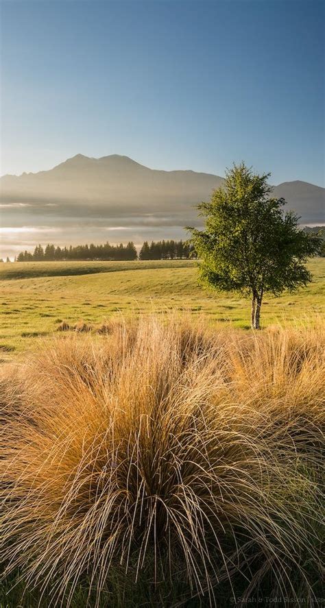 Tussock grass, High Country, Canterbury - NZ | New zealand, Hill ...