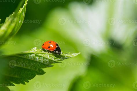 Ladybug on the leaf 761625 Stock Photo at Vecteezy