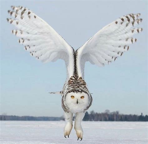 Pin by Hermi Anton Reke on bestiario | Owl, Pet birds, Snowy owl