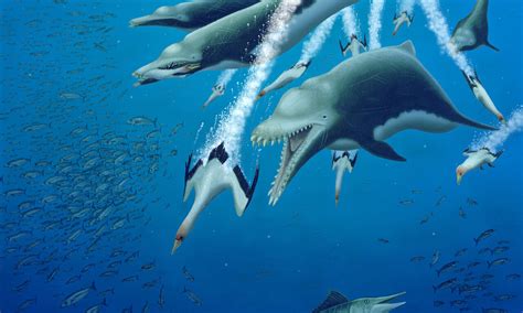 15-foot-long skeleton of extinct dolphin suggests parallel evolution among whales