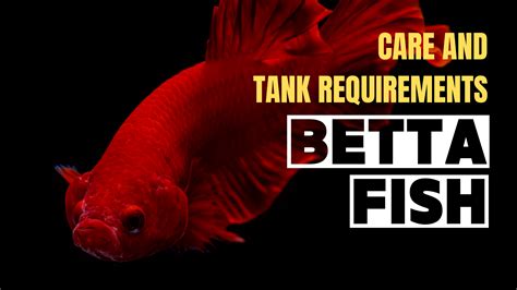 Betta fish care and tank requirements