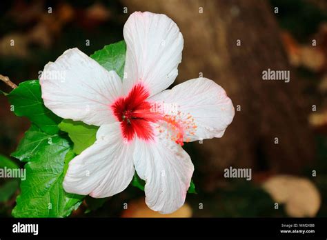 Mahoe hi-res stock photography and images - Alamy