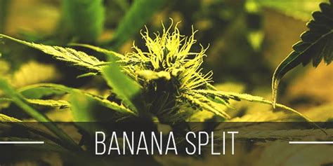 Banana Split Cannabis Strain Information & Review - ILGM