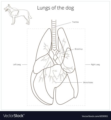 Do Dogs Have Lungs