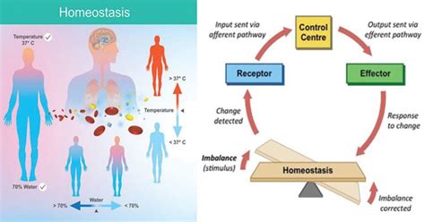 Homeostasis Definition Types Examples Applications Body Systems | The ...