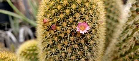 Cacti and Desert Plants