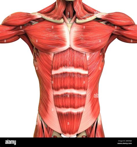 Human Muscular System Anatomy Stock Photo - Alamy