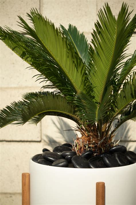 Sago Palm Care Guide — Plant Care Tips and More · La Résidence