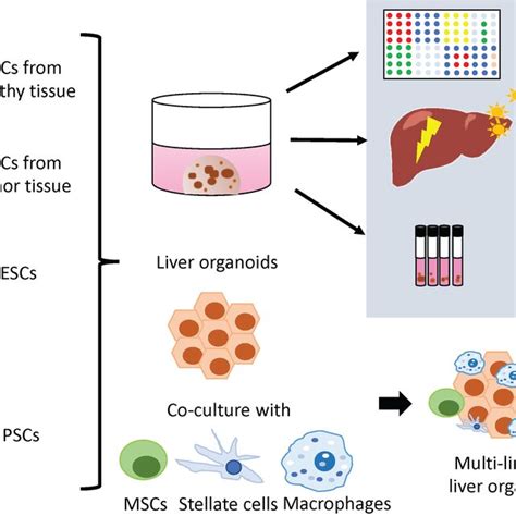 The liver organoid derivation origins and potential use for liver ...