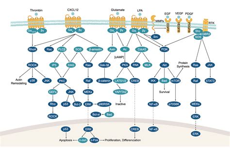 APExBIO - GPCR/G protein - Signaling Pathways